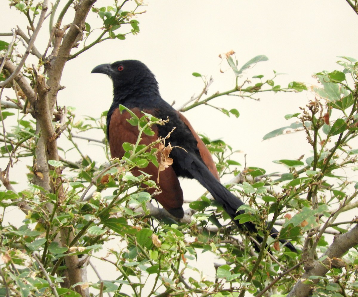 Greater Coucal - ML155098521