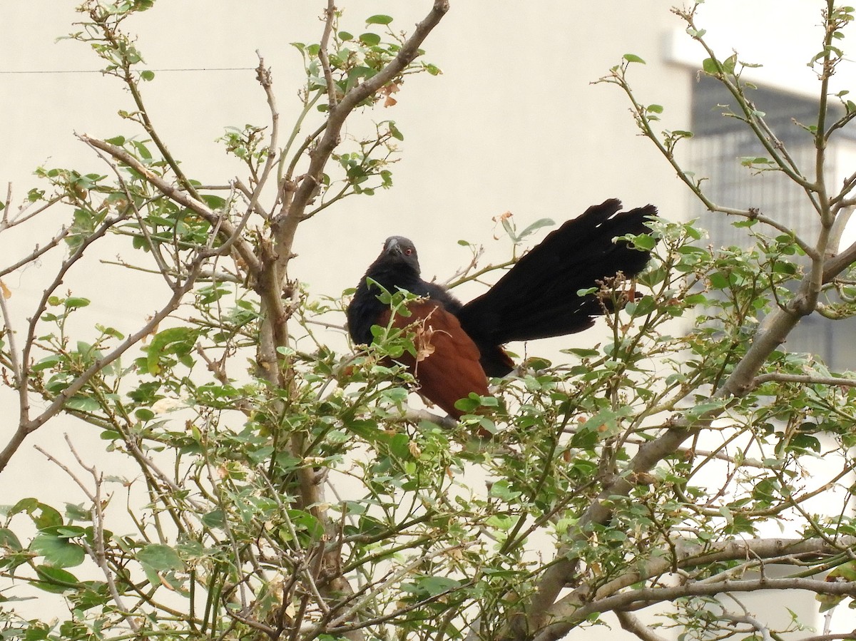Greater Coucal - ML155098541