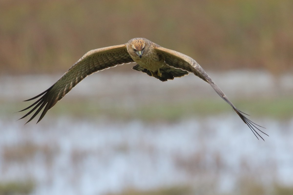 Spotted Harrier - ML155101151