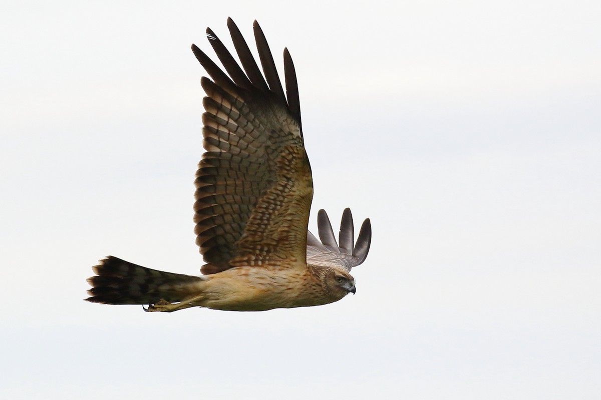 Spotted Harrier - ML155101371