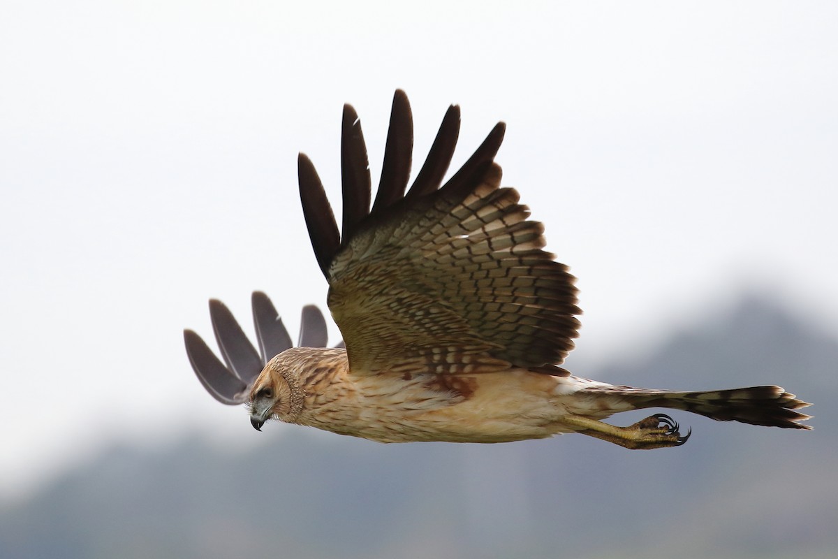 Spotted Harrier - ML155101381