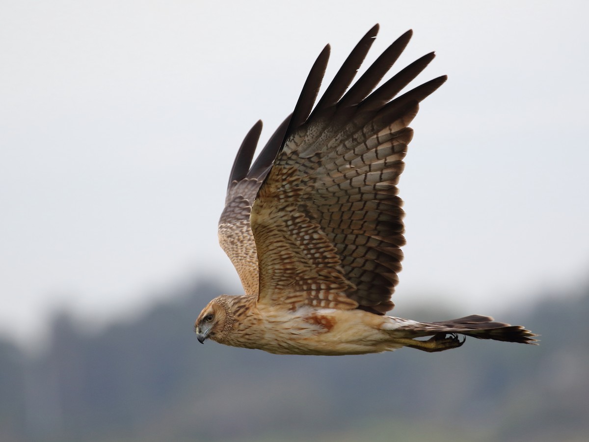 Spotted Harrier - ML155101391
