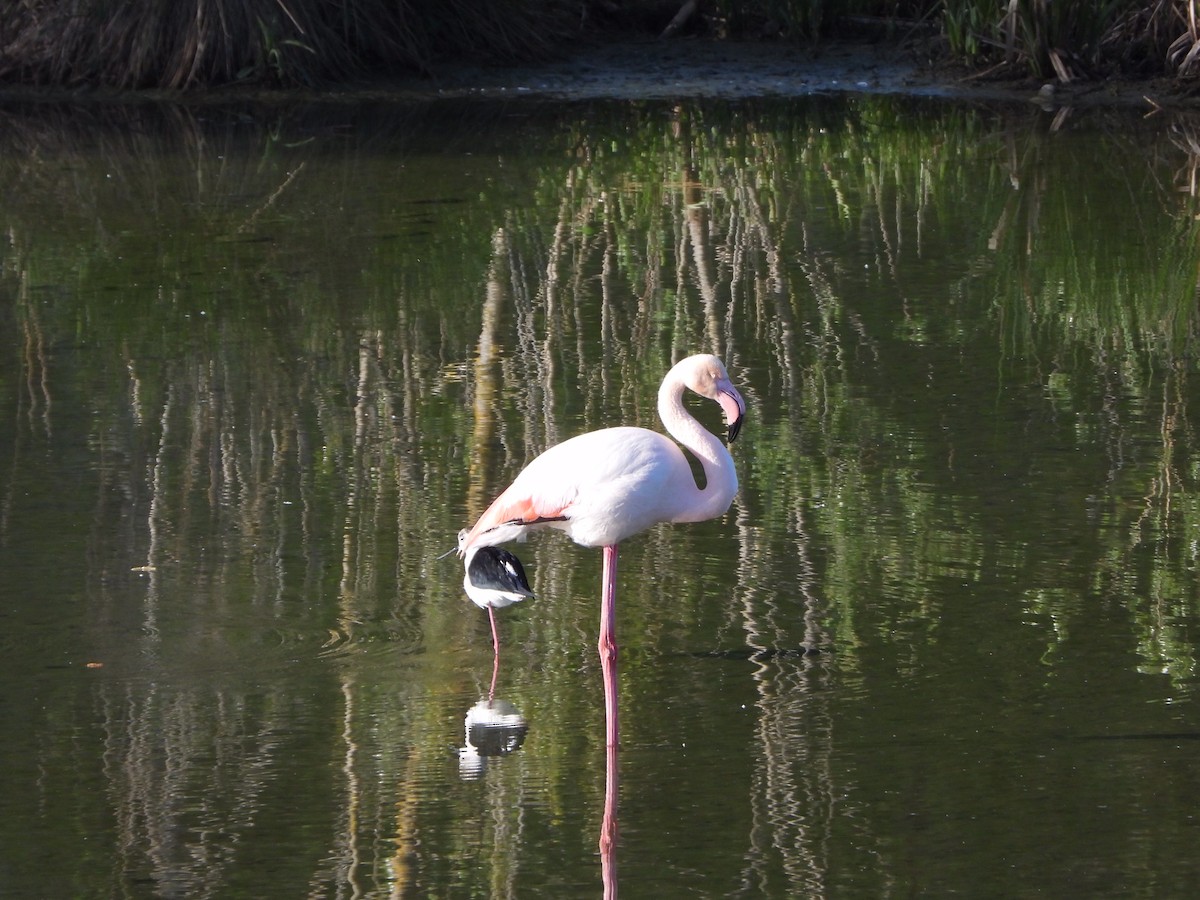 Greater Flamingo - Fabio Consolino