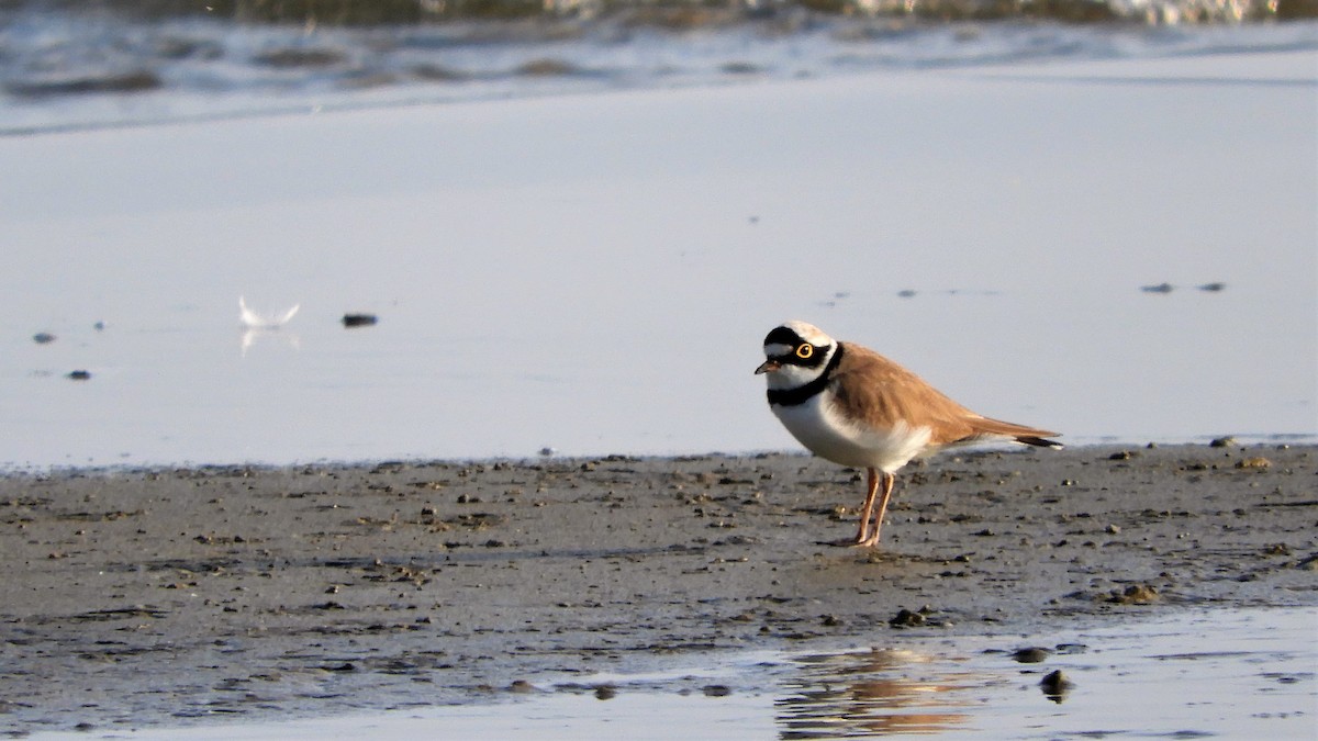 Little Ringed Plover - Andy  Woodward