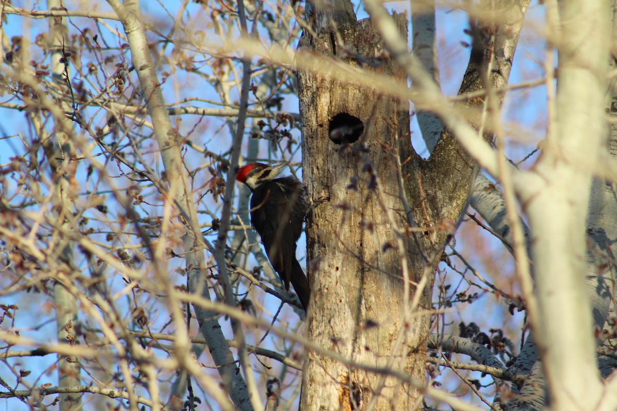 Pileated Woodpecker - ML155103461