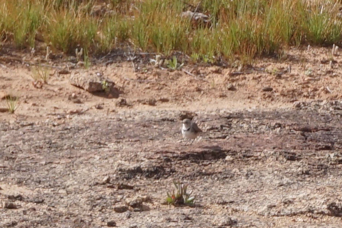 White-fronted Chat - ML155103601