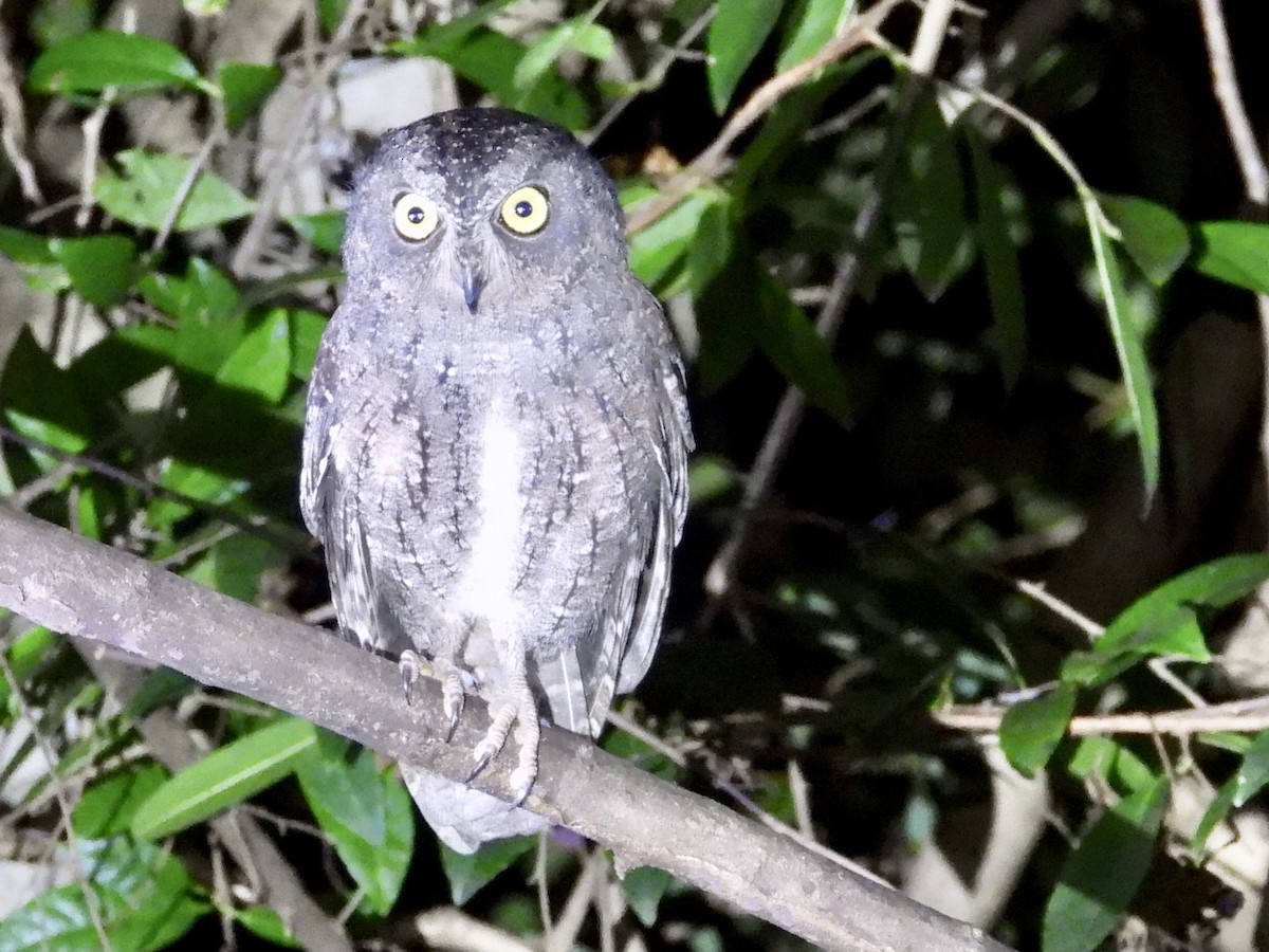Madagascar Scops-Owl (Rainforest) - GARY DOUGLAS