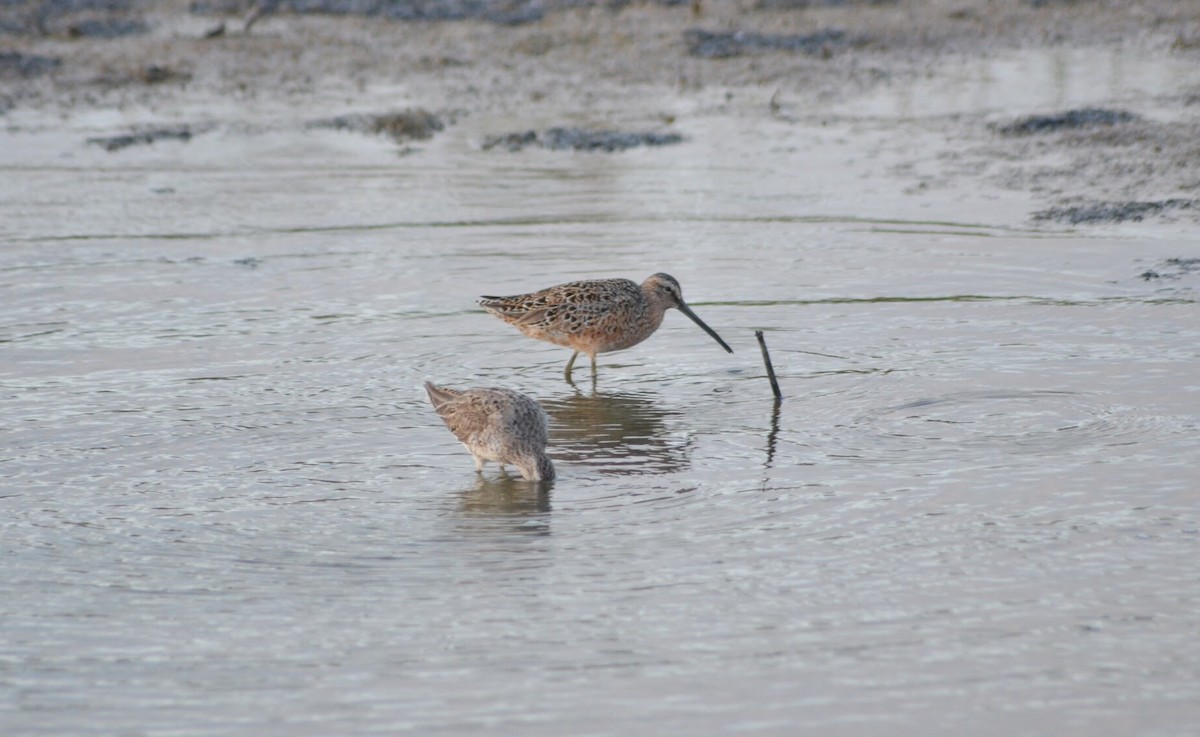 Long-billed Dowitcher - ML155107291