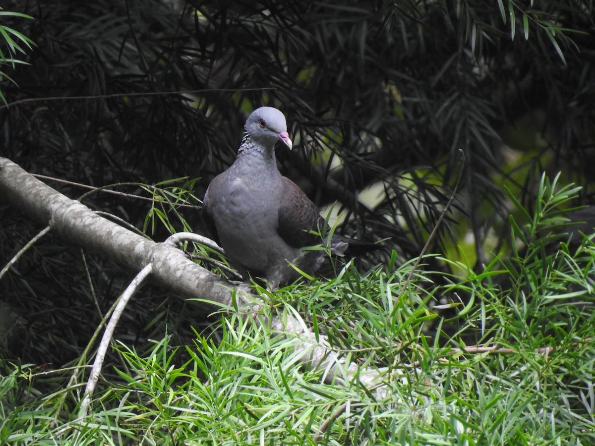 Nilgiri Wood-Pigeon - ML155107391