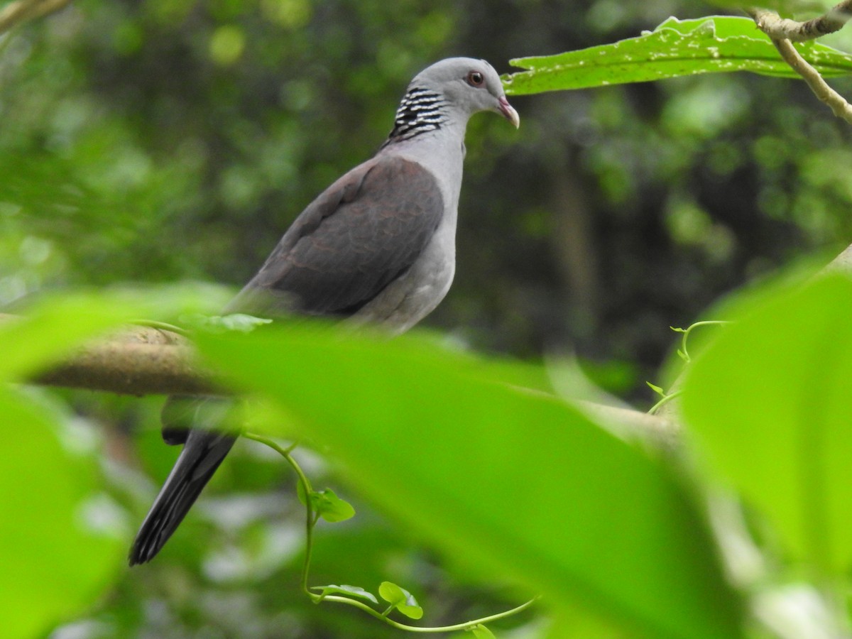 Nilgiri Wood-Pigeon - ML155107401