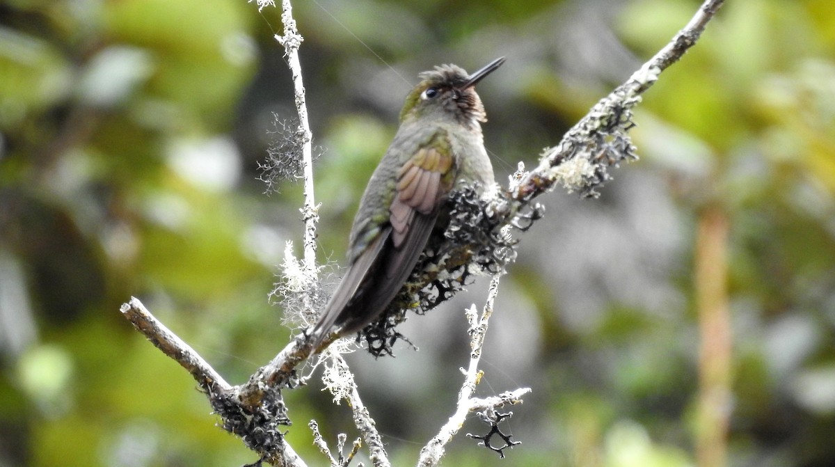 Fire-throated Metaltail - ML155108511
