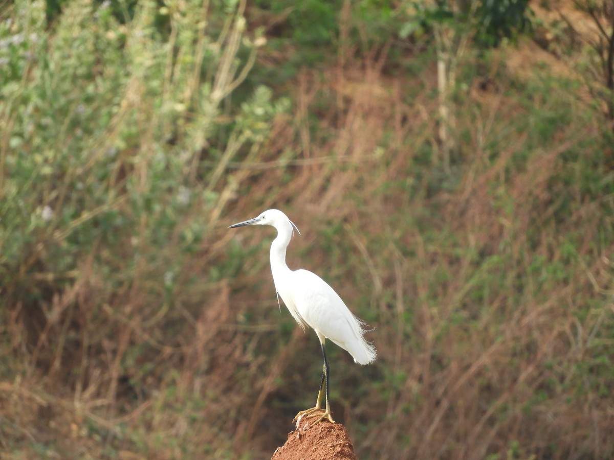 Little Egret - Sridhara B A