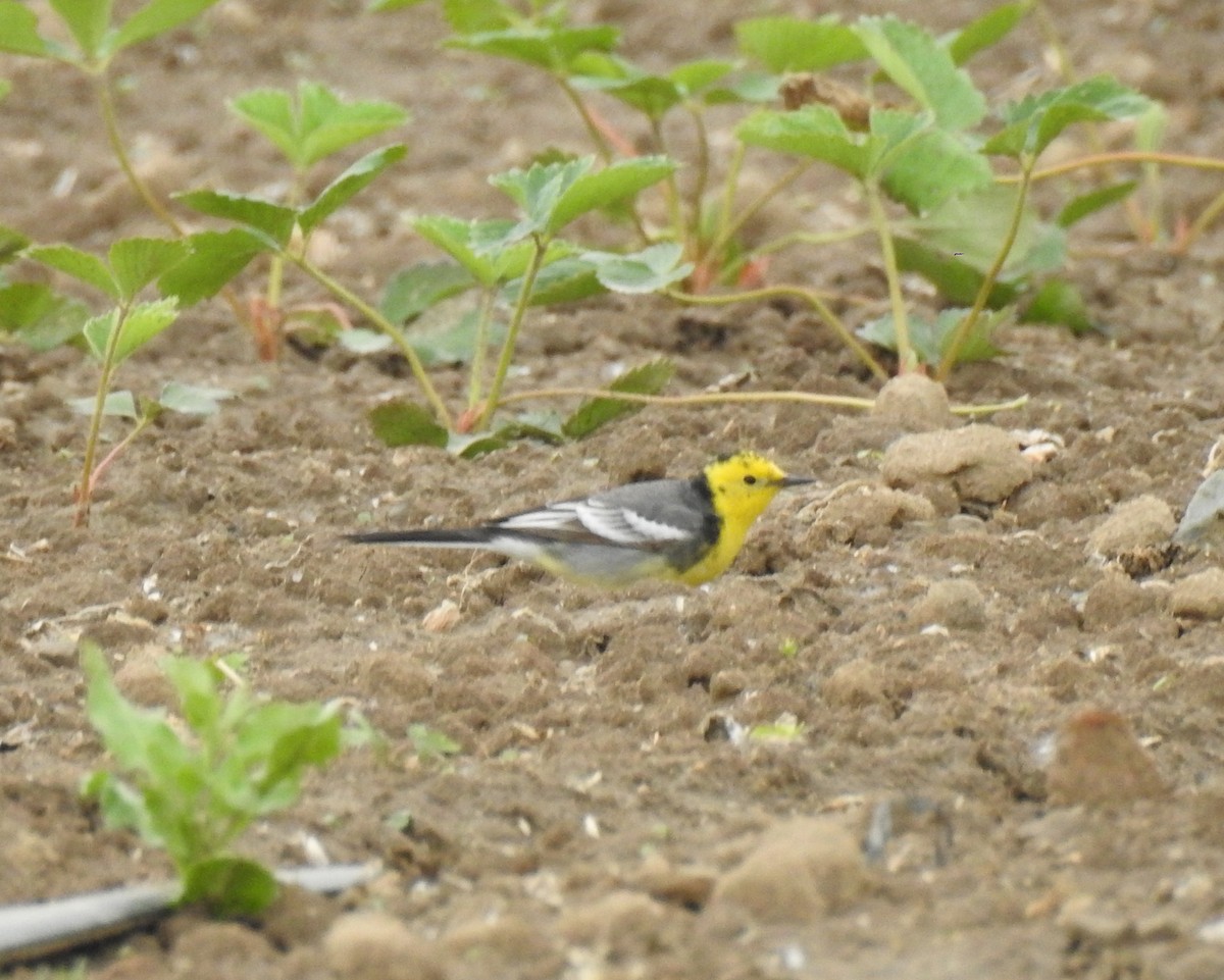 Citrine Wagtail - Scott Young