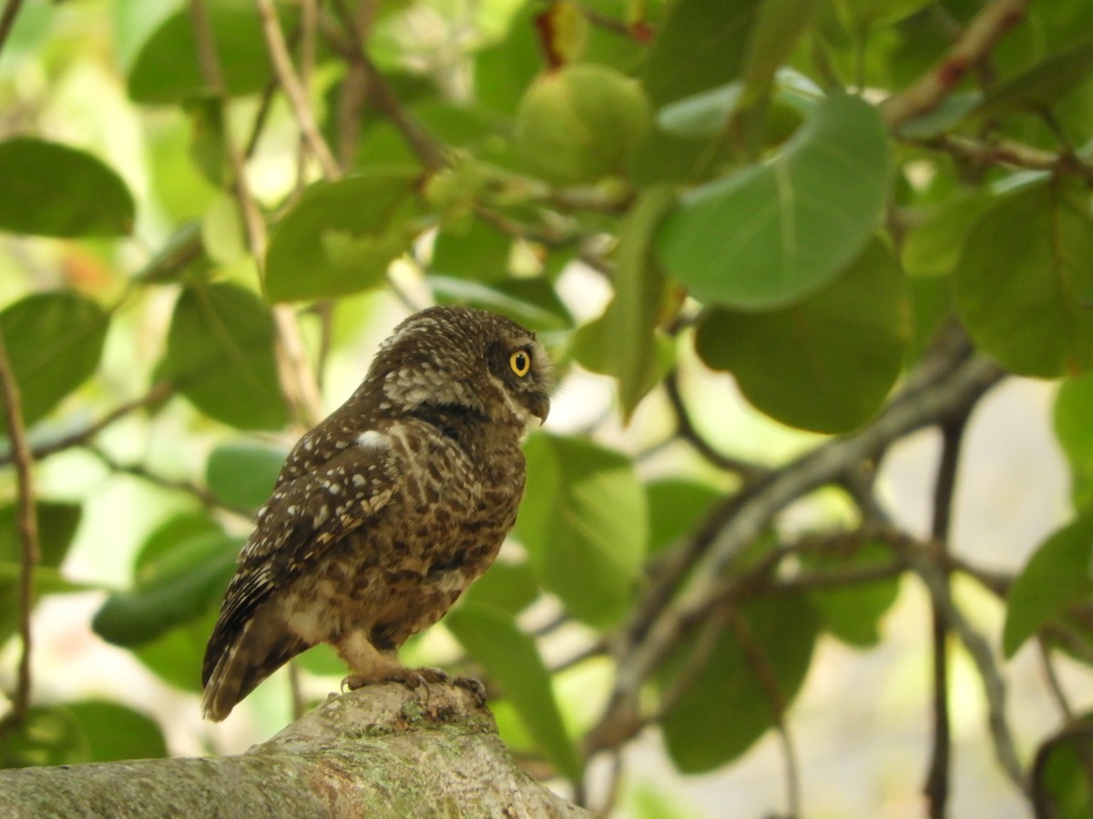 Spotted Owlet - Sridhara B A