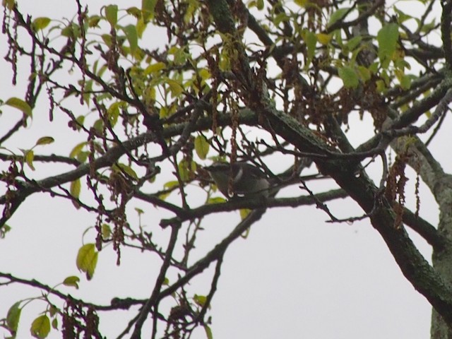 Eastern Crowned Warbler