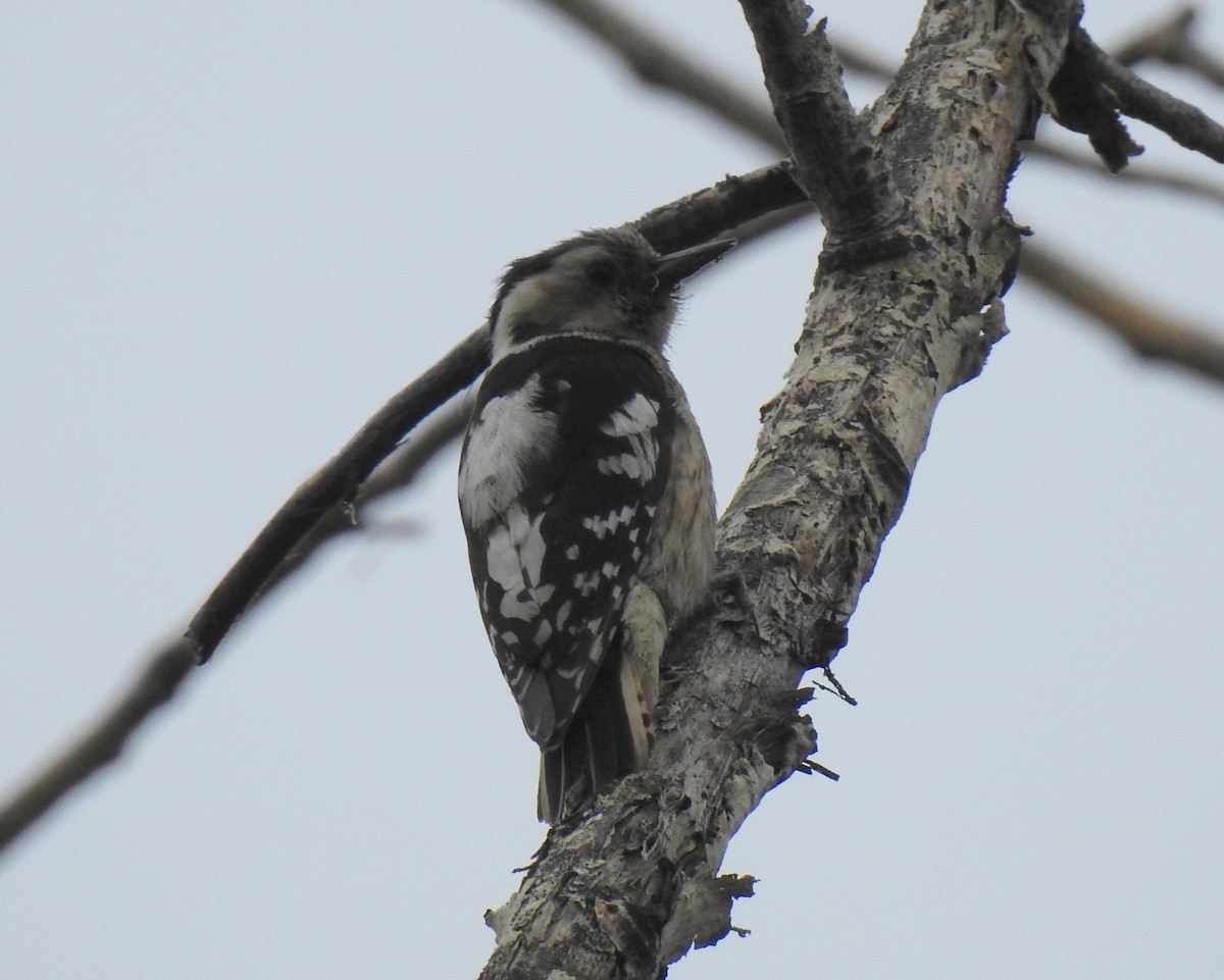 Gray-capped Pygmy Woodpecker - ML155112791