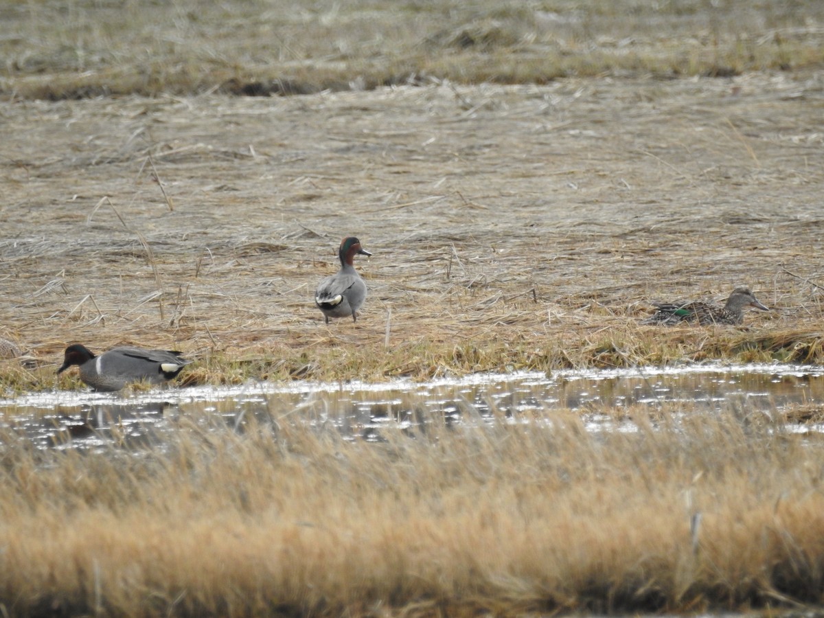 Green-winged Teal - ML155114231
