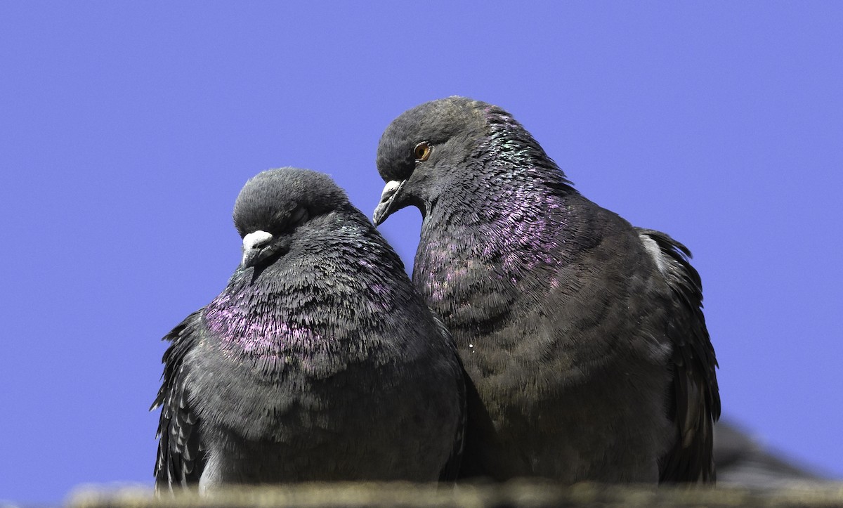 Rock Pigeon (Feral Pigeon) - ML155114281