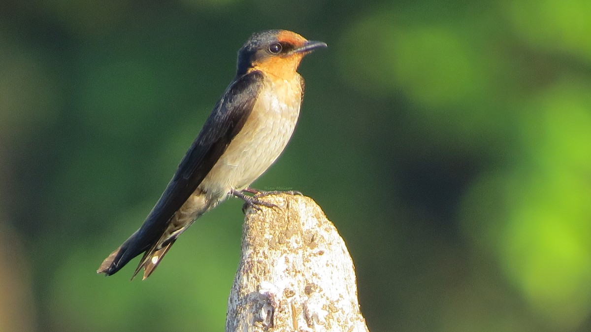 Pacific Swallow - ML155114321
