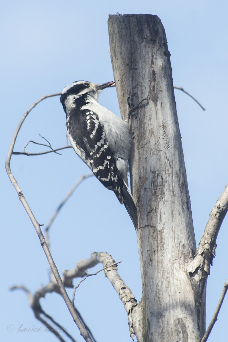 Hairy Woodpecker - ML155115041