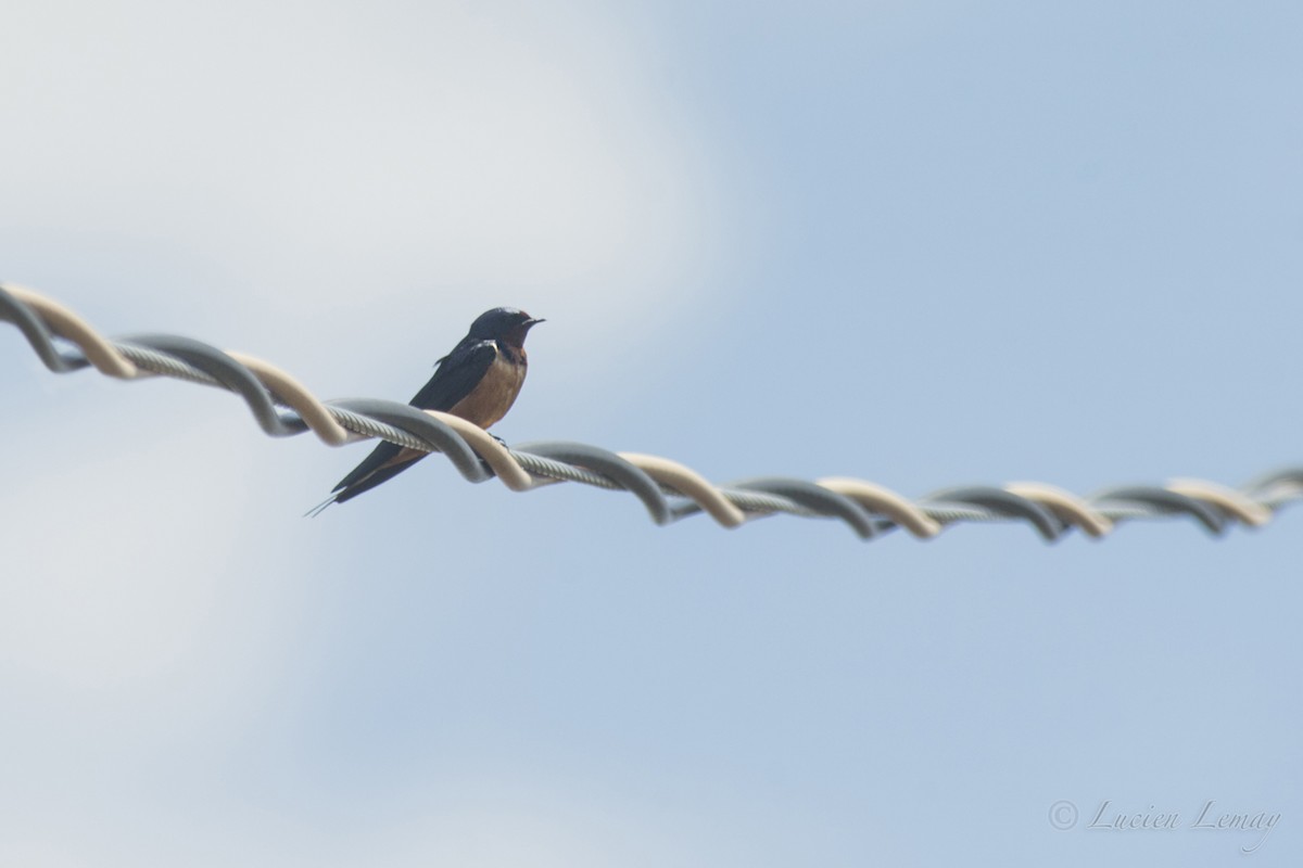 Barn Swallow - ML155115191