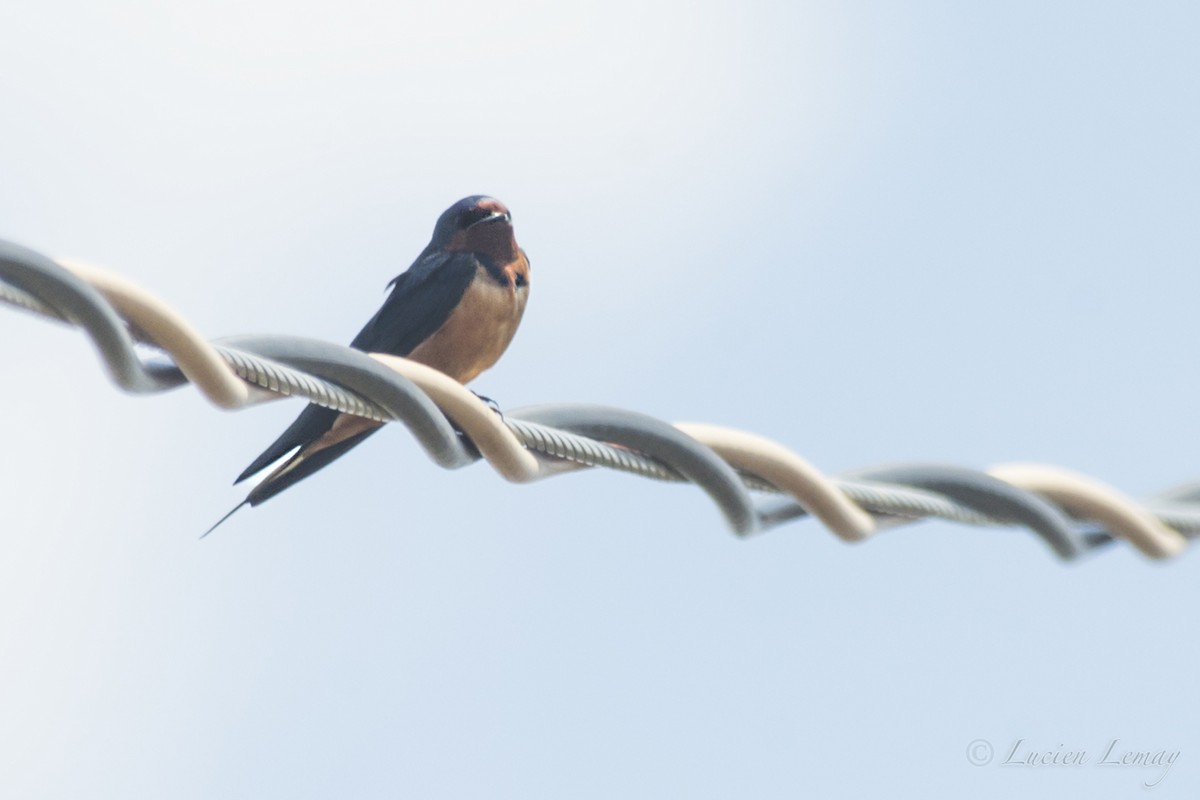 Barn Swallow - ML155115211