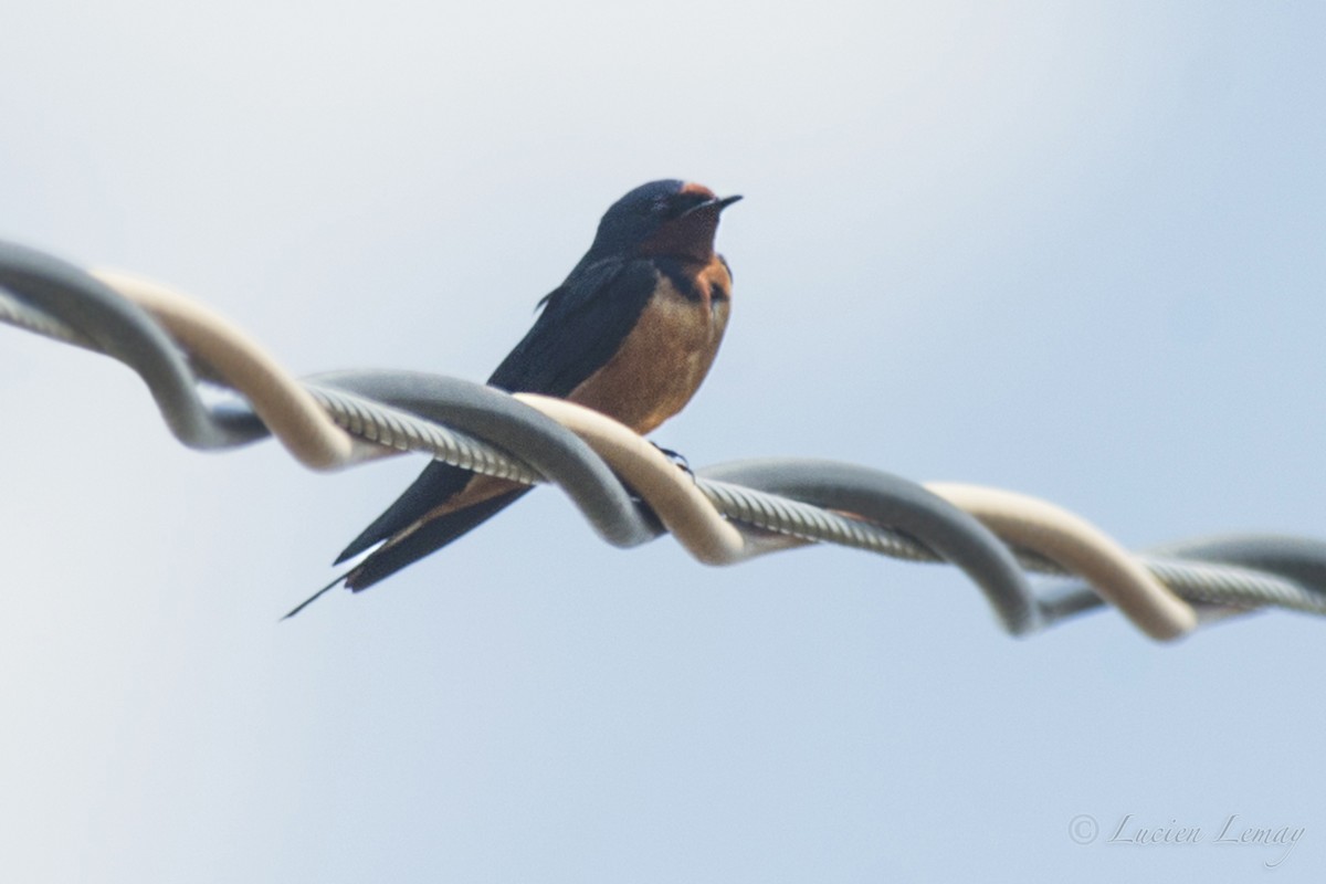 Barn Swallow - ML155115241