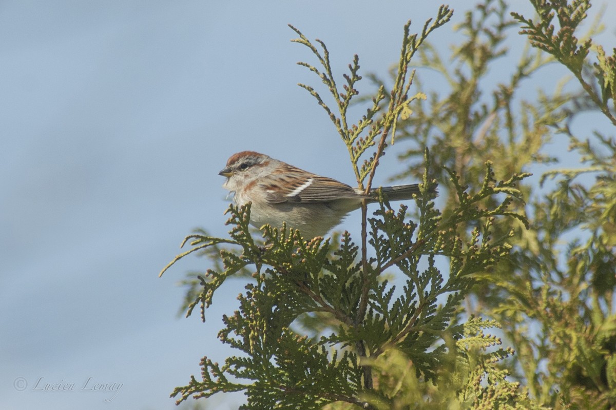 American Tree Sparrow - ML155115321