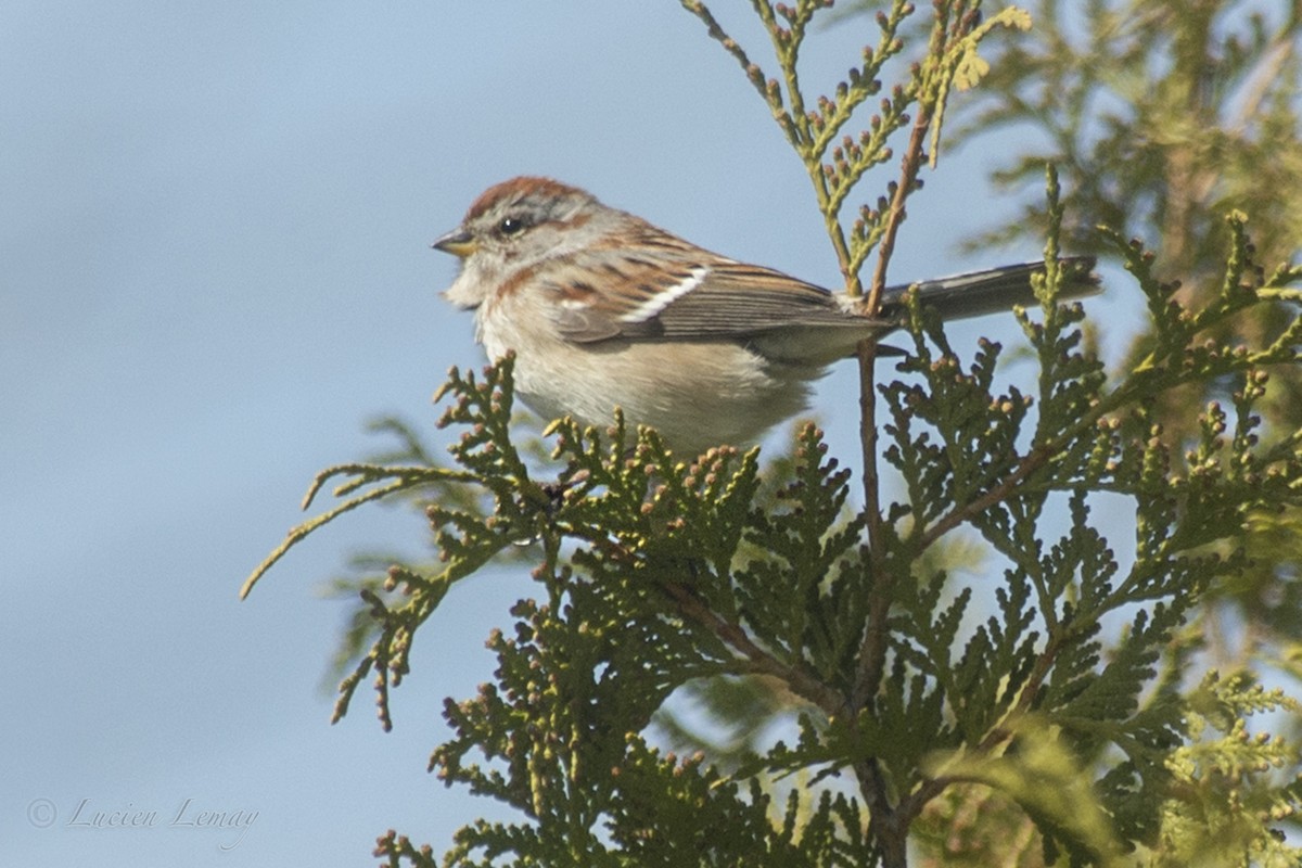 American Tree Sparrow - ML155115331