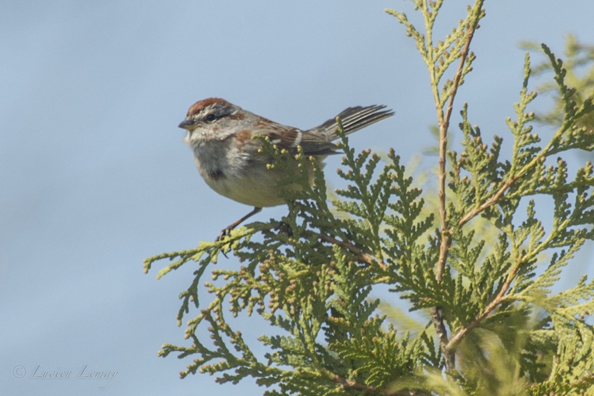 American Tree Sparrow - ML155115361