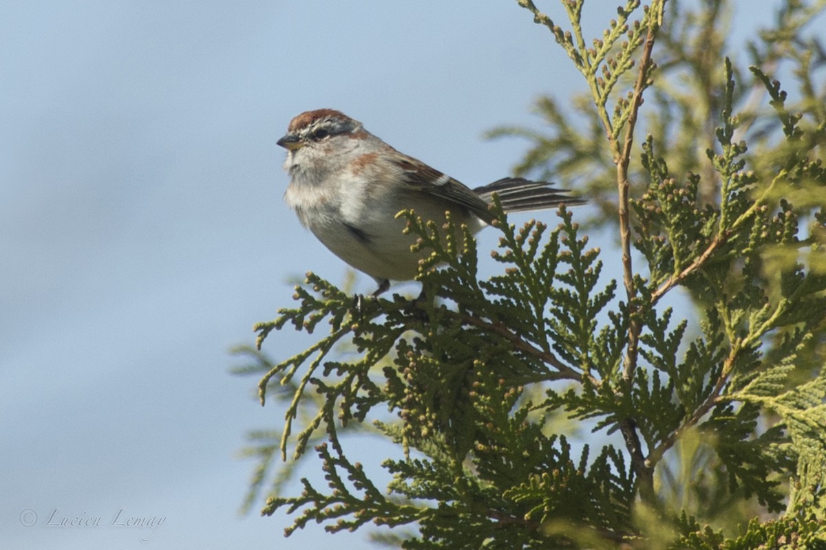 American Tree Sparrow - ML155115381