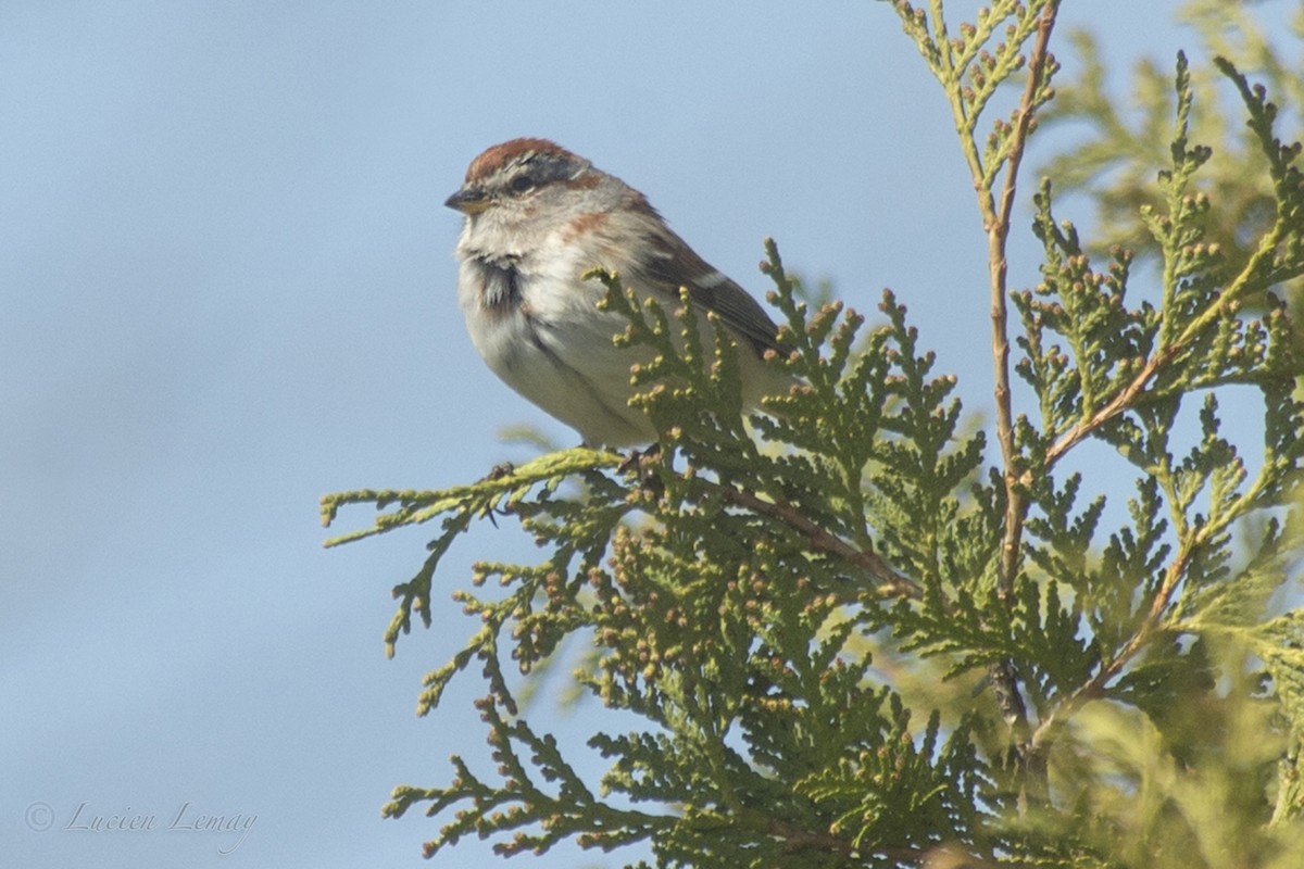American Tree Sparrow - ML155115391