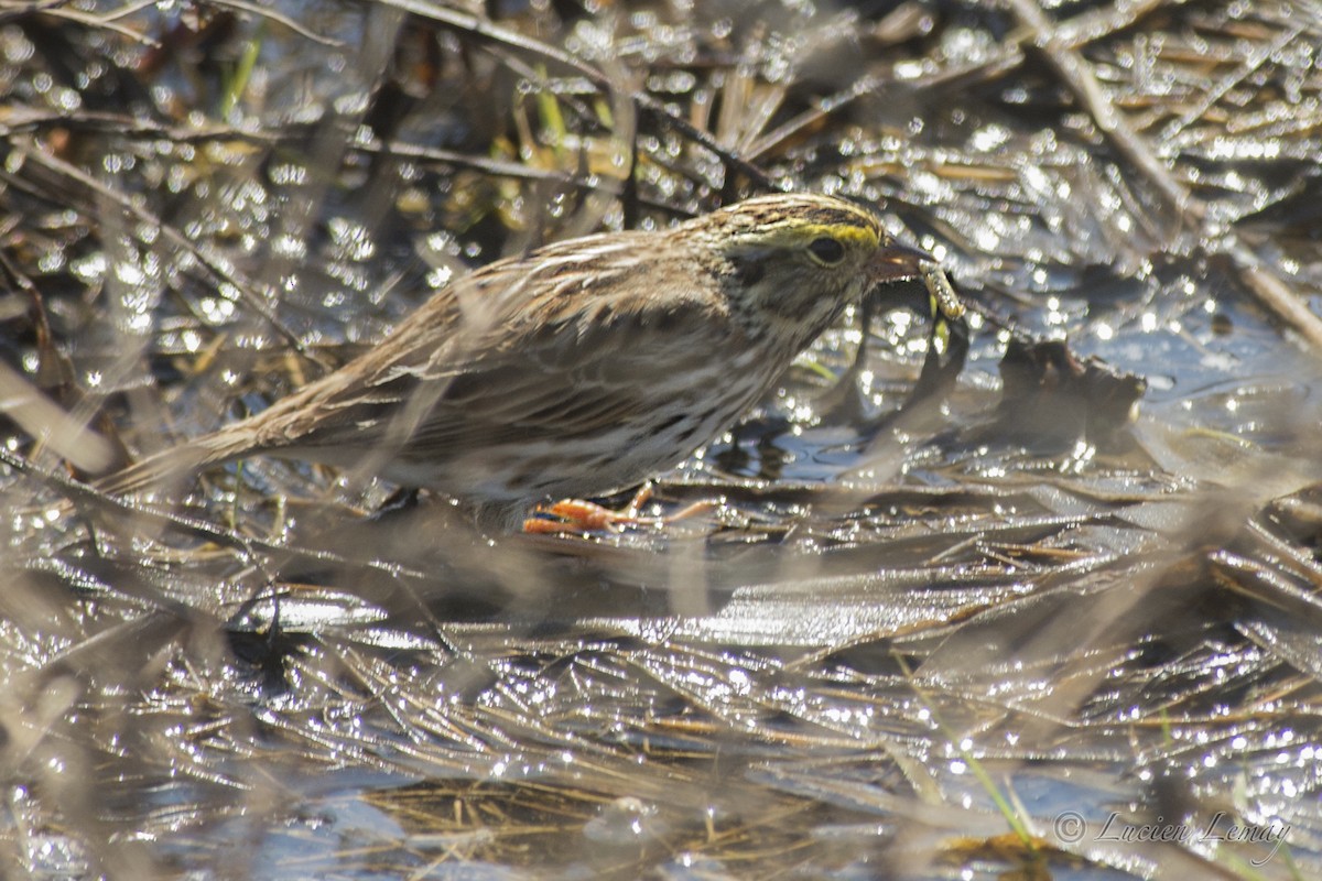 Savannah Sparrow - ML155115451