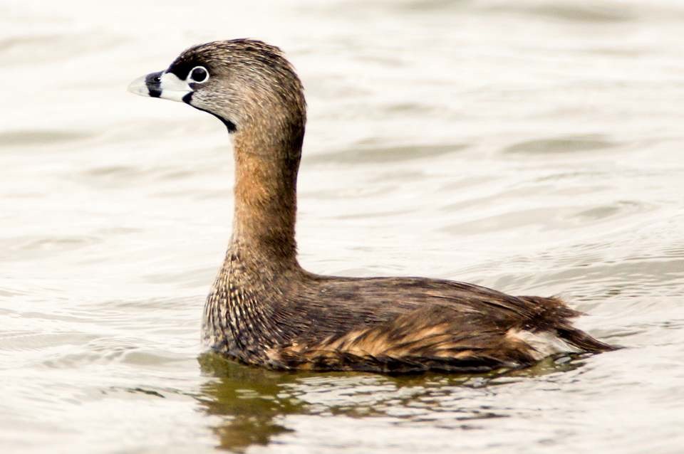 Pied-billed Grebe - Calvin Rees