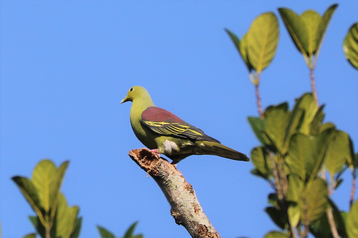 Sri Lanka Green-Pigeon - Michael Maltby