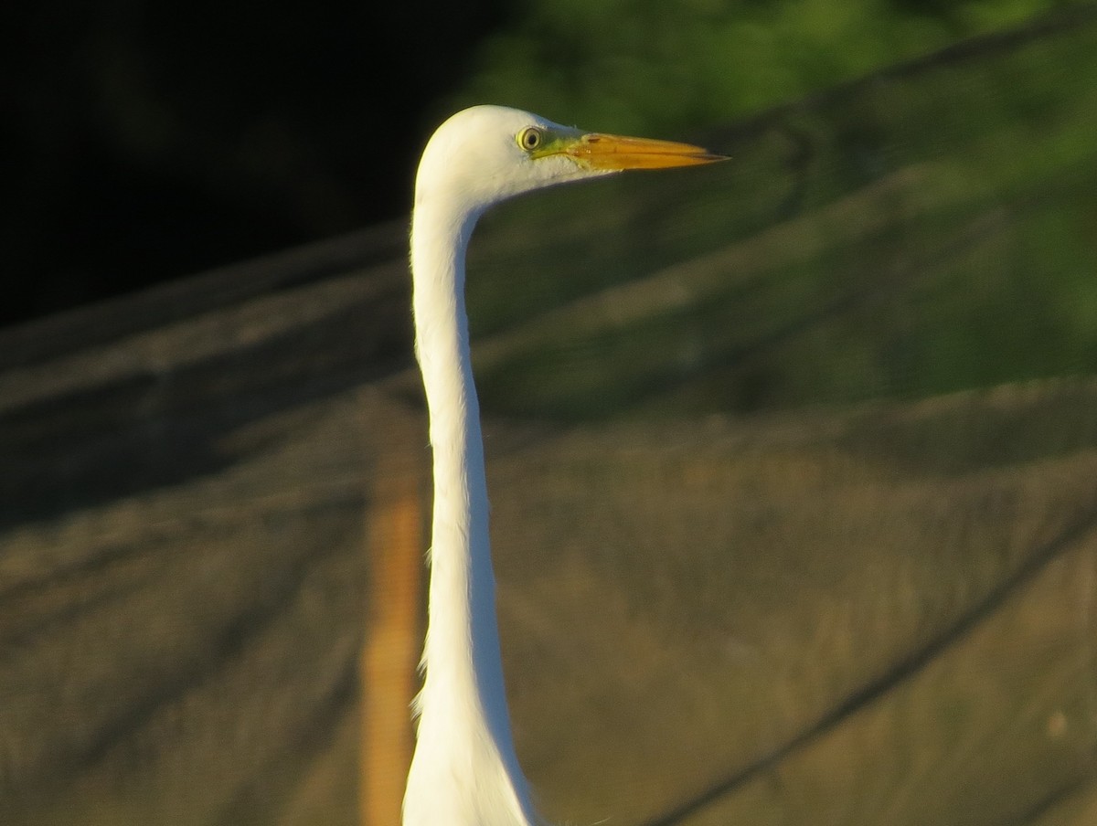Medium Egret - Riza Melicor