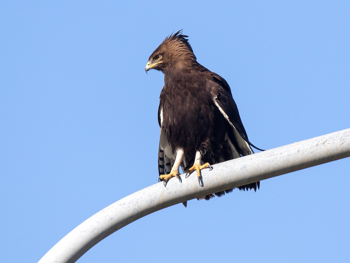 Long-crested Eagle - Bruce Ward-Smith