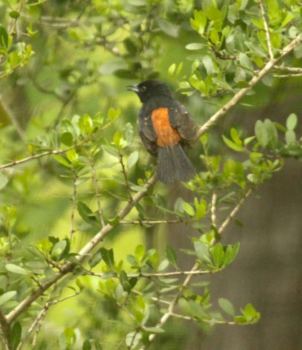 Orchard Oriole - ML155119121