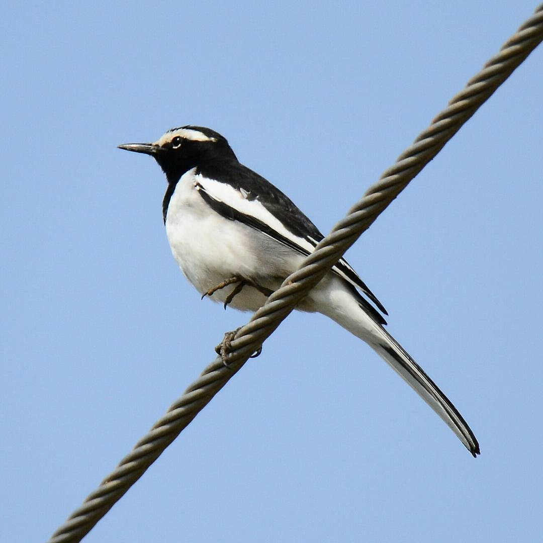 White-browed Wagtail - ML155119281