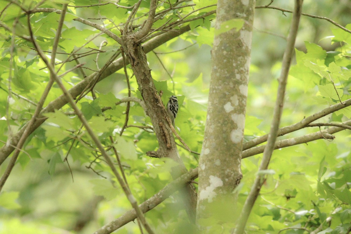 Black-and-white Warbler - ML155119441