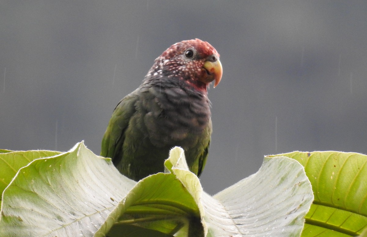 Speckle-faced Parrot - Fernando Angulo - CORBIDI