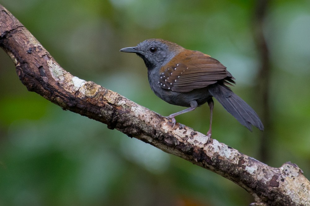 Black-throated Antbird - Joao Quental JQuental