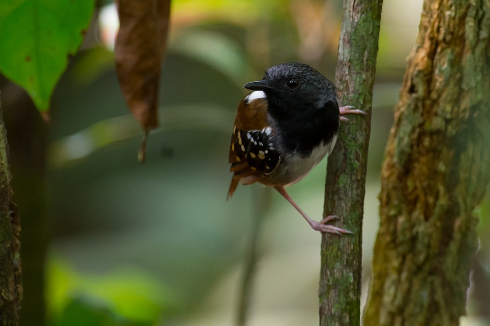 Chestnut-tailed Antbird (pallens) - ML155121321