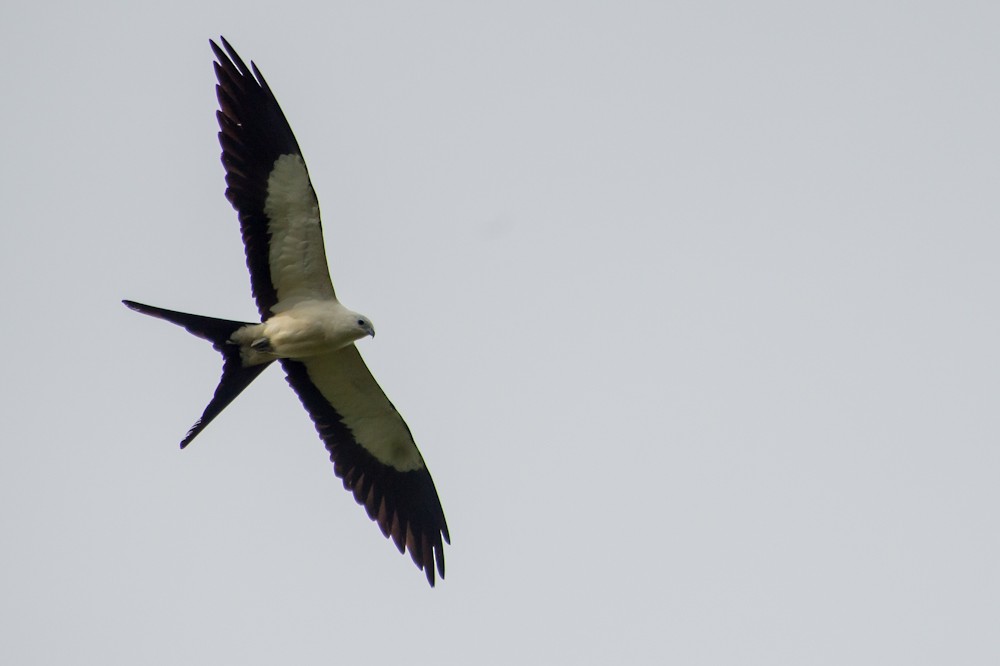 Swallow-tailed Kite - ML155121401