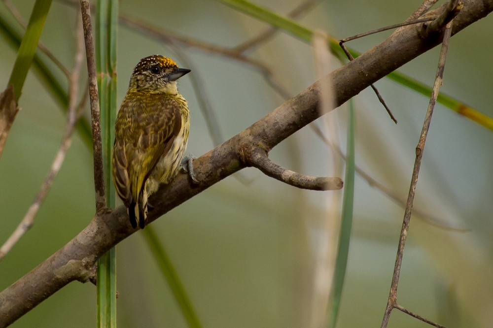 Bar-breasted Piculet - ML155121861