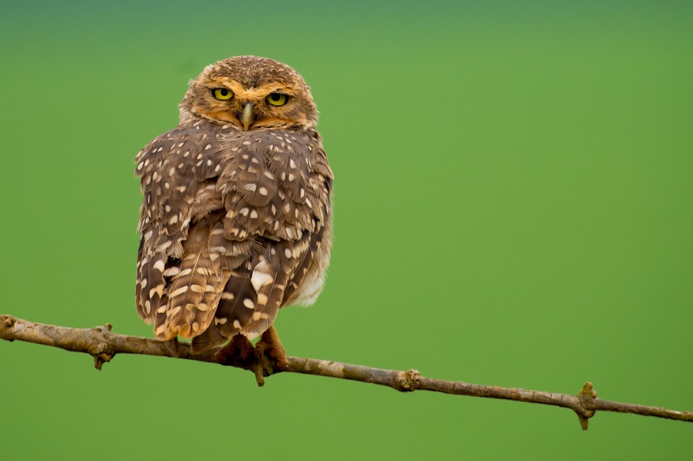 Burrowing Owl - ML155121891