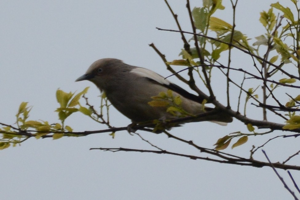 White-shouldered Starling - ML155122231