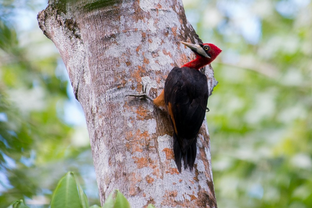 Red-necked Woodpecker - ML155122331