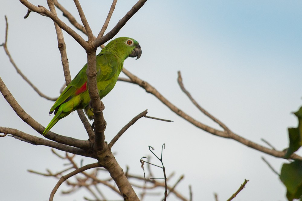 Yellow-crowned Parrot - ML155122521