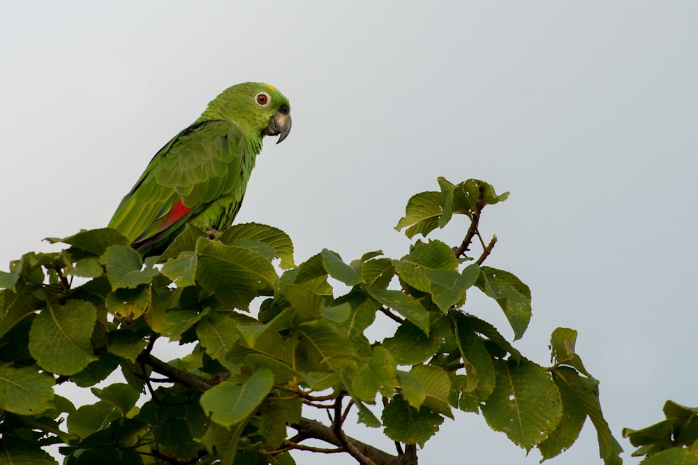 Yellow-crowned Parrot - ML155122531